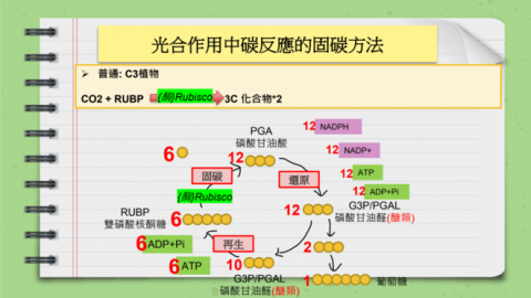 黃子瑄 - 生物自製教材範例-1