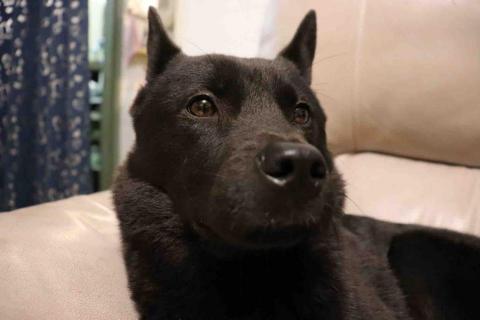 提供大型犬品種服務的專家阿琑