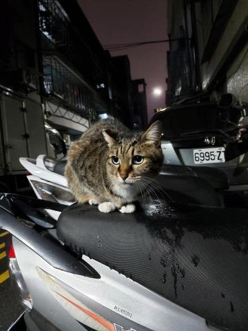 羽白 - 攝影 街貓