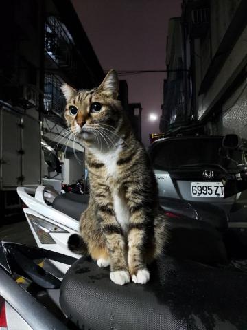 羽白 - 攝影 街貓2