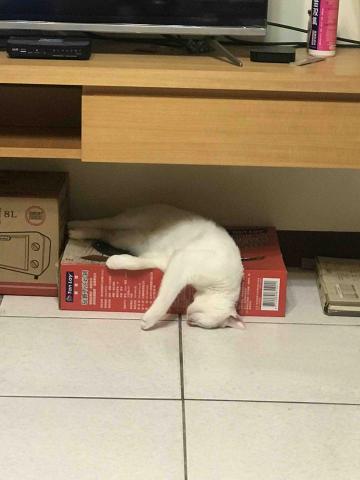 林佳蓁 - 我們家寶寶的睡姿