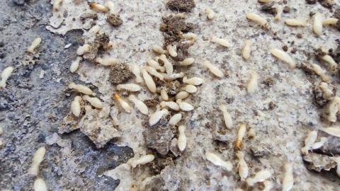 心力企業有限公司 - 