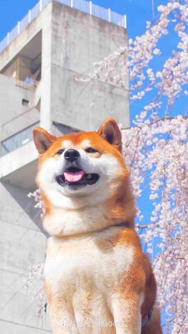 提供wordpress架設服務的專家鄺德煒