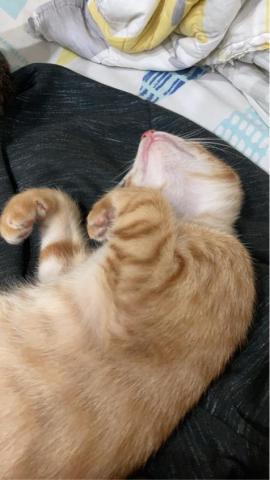 潘祥昕 Sam Pan（醫學系📔 - 