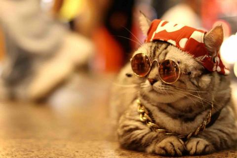 R.Sean Studio - 寵物攝影-於一中街商圈拍攝