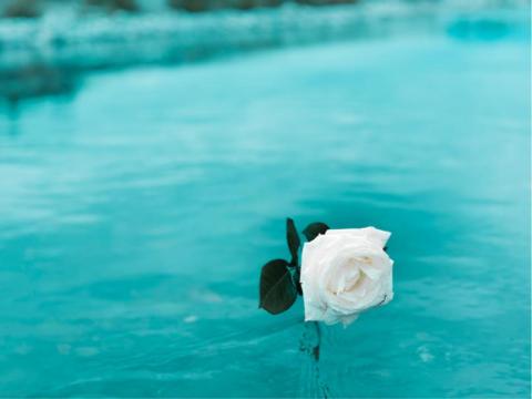 多莉攝影 - 承諾 花攝影