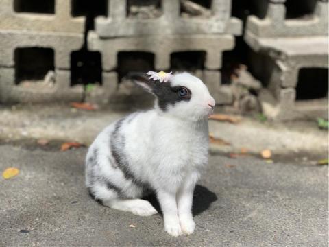 多莉攝影 - 寵物