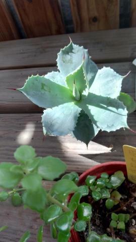 築光手作香氛蠟燭(心靈祝福) - 陽台綠意~曬太陽囉～