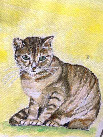 Jill教練 - 手繪家貓 Jill教練 - 手繪家貓