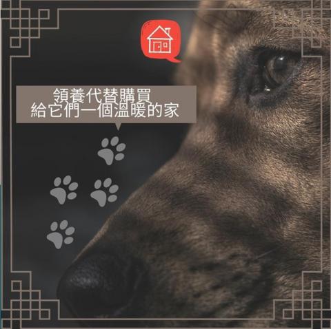 小虎個人影像坊 - 文案文宣