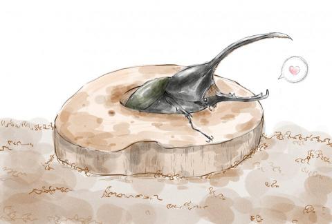 小幫手 - 鍬形蟲插圖