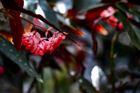 HTH Creation - Floral photos 