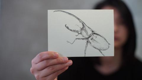 小幫手 - 明信片-甲蟲素描