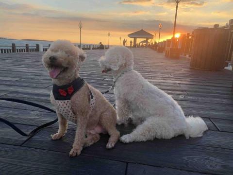 嘟嘟家～寵物保姆 - 漁人碼頭看夕陽