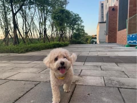 嘟嘟家～寵物保姆 -  新市鎮影城漫步