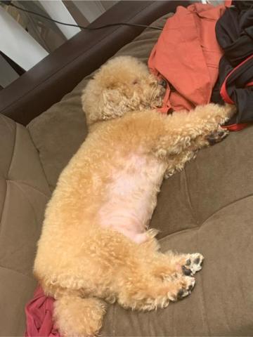 嘟嘟家～寵物保姆 - 居家陪伴