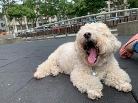 嘟嘟家～寵物保姆 - 高齡犬照顧，散步不勉強，躺著吹吹風也很開心喔！