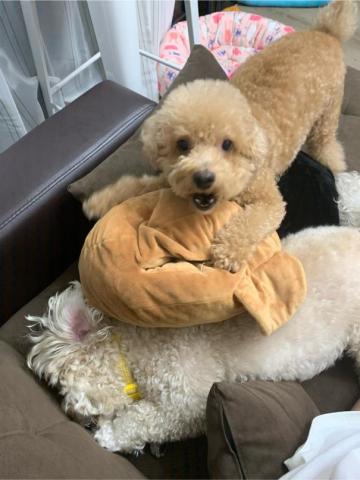 嘟嘟家～寵物保姆 - 陪玩交朋友