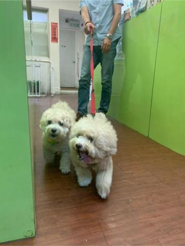 嘟嘟家～寵物保姆 -  動物醫院看診