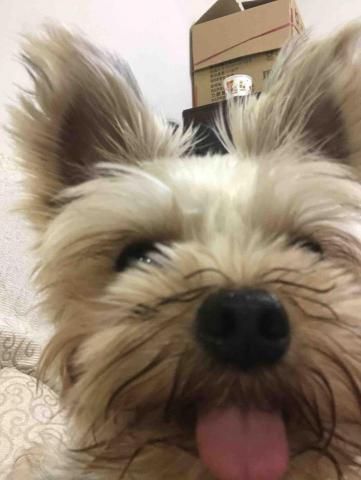 提供剪片apppc服務的專家黃貝瑞