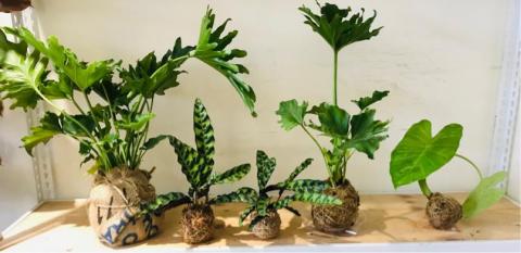 植&泥 綠空間設計 - 綠植設計