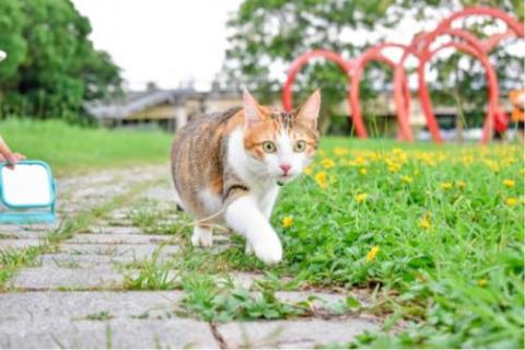 朱芷萱 - 寵物攝影