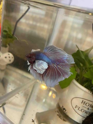 提供工程公司服務的專家小賴