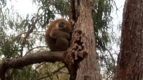 呂曜吉 - 無尾熊 呂曜吉 - 無尾熊
