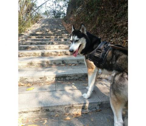 莫莫陪伴 - 陪舅舅的老爺爬山