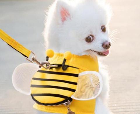 莫莫陪伴 - 曾經的毛孩