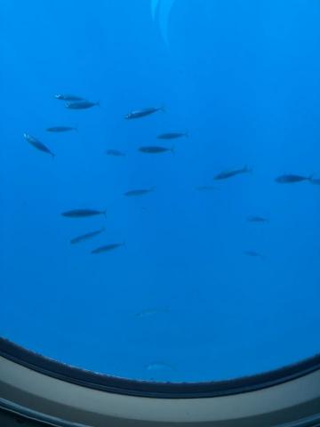 周均霖 - 夏威夷 潛水艇