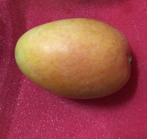 提供和成免治馬桶服務的專家凌老師