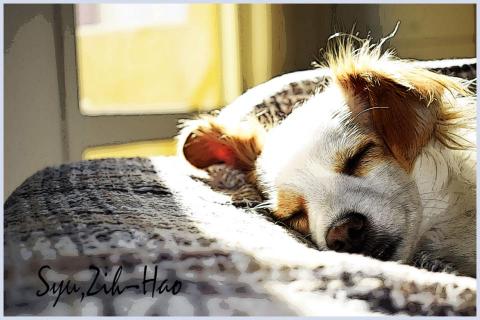 徐子豪 - 用PS幫寵物畫畫滿足客戶要求
#示範參考圖