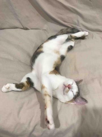 提供餐點服務的專家Yorui