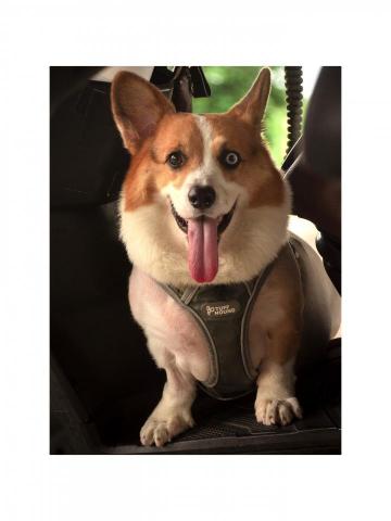 熊偉 - 寵物寫真