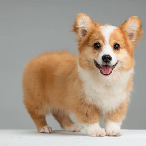 提供寫文服務的專家Xia