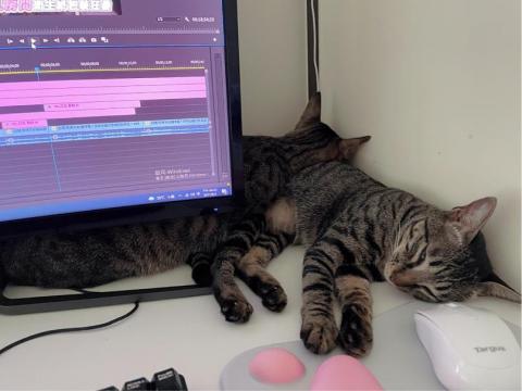 Joyce - 有貓陪伴的剪片環境