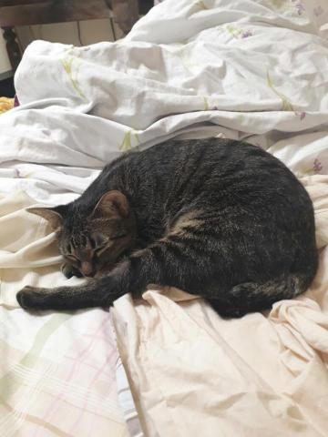 吳佩璇 - my student's cat