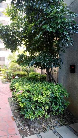 綠光工作室 - 樹木修整