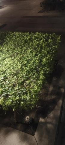 綠光工作室 - 平整修剪