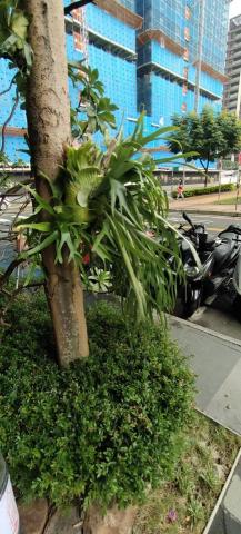 綠光工作室 - 垂下的鹿角蕨，塑出造型