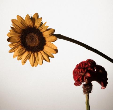 廖均文 - 藝術創作