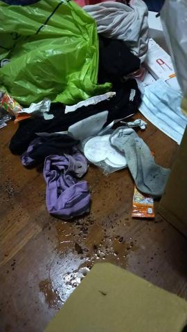 宜蘭雲姨 - 退租清潔整理中地下全是蟑螂味蟑螂蛋