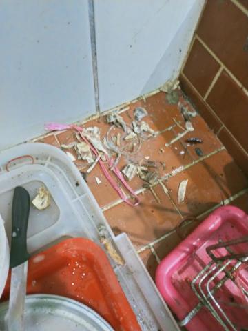 宜蘭雲姨 - 古老廚房老鼠到處吃完渣散佈各角落