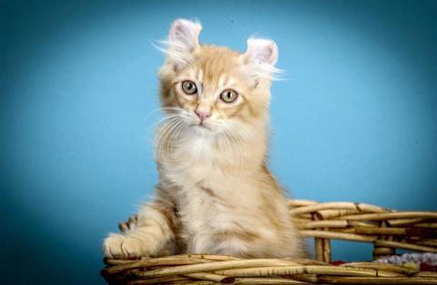 嘉軒創意有限公司 - Pet Photography