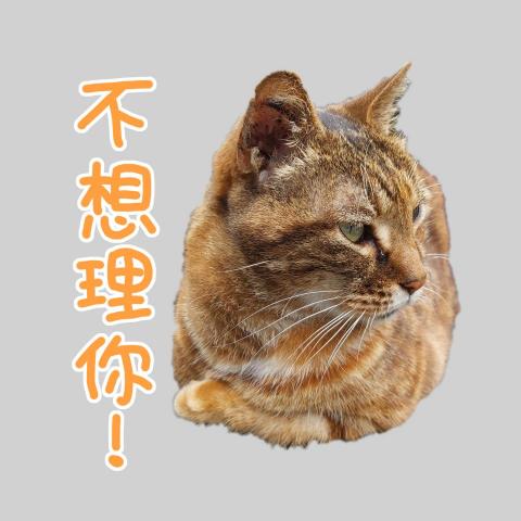 小君工作室 - 貼圖設計