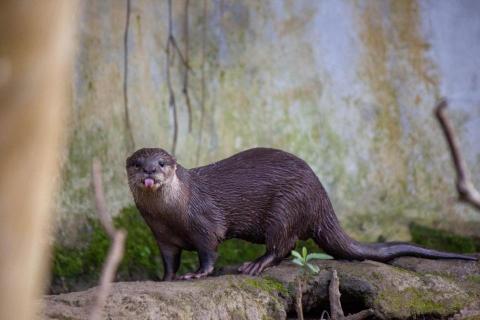 劉星妤 -  劉星妤 -