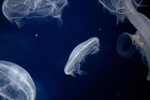 劉星妤 -  劉星妤 -