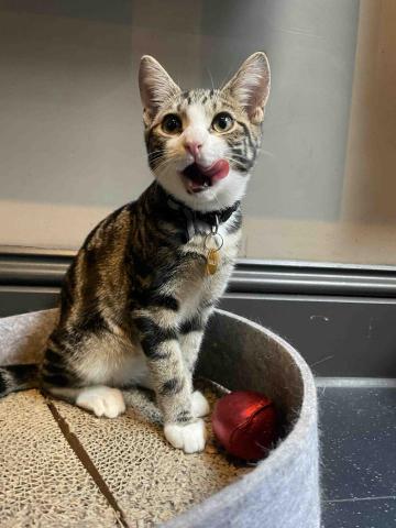 提供金流API串接服務的專家黑喵企業工作室