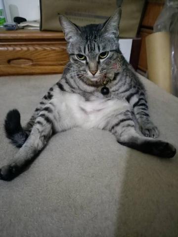 提供染髮劑黑色服務的專家黑色